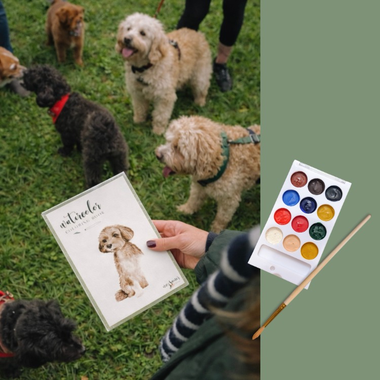 Suluboya Başlangıç Kiti | KÖPEK