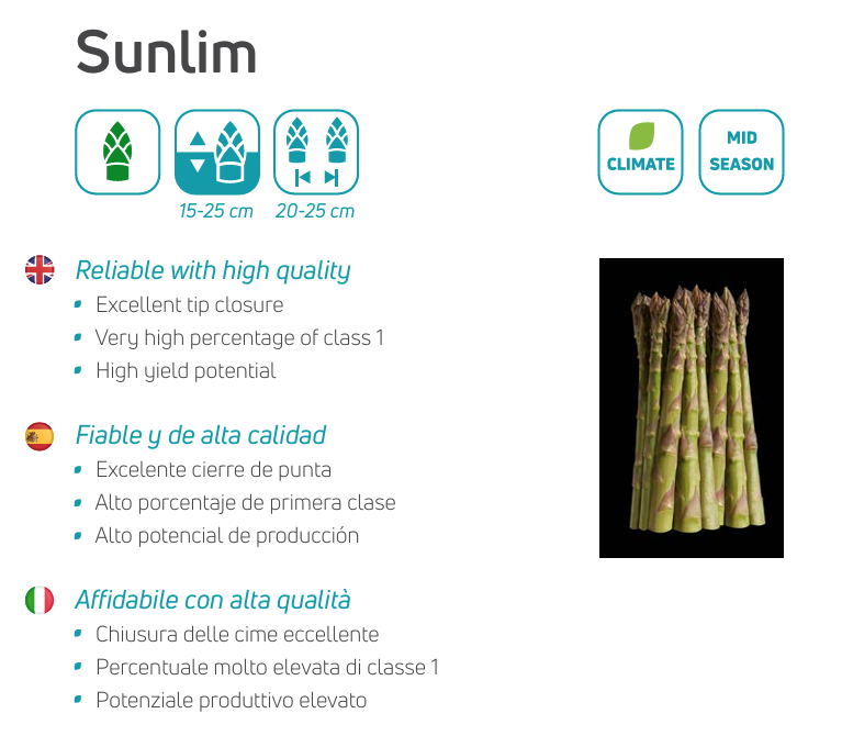 Kuşkonmaz Fidesi SUNLIM (48 adet)