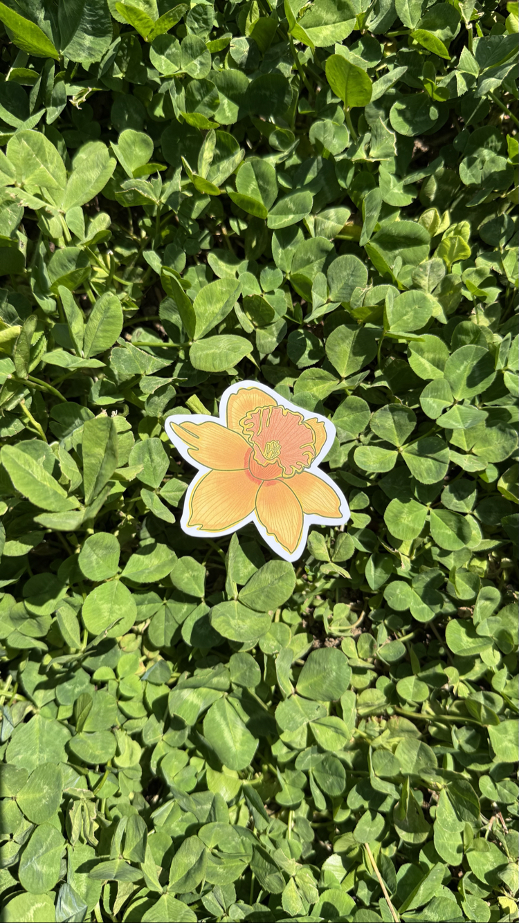 Sarı Nergis Sticker