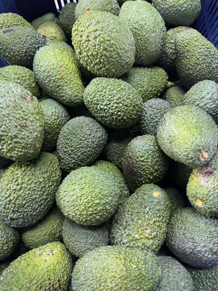 Hass Avokado 1 Kg