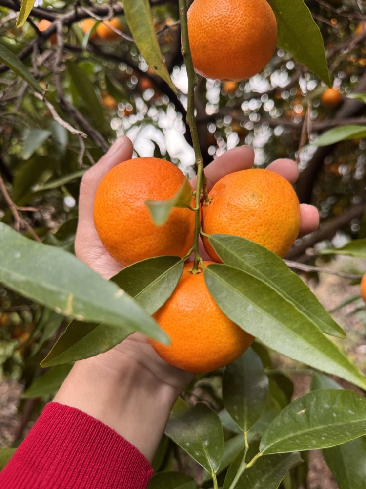 Mandalin 1 Kg 