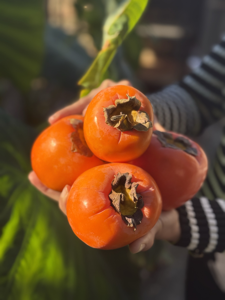 Cennet Hurması(Hachiya) 1 Kg