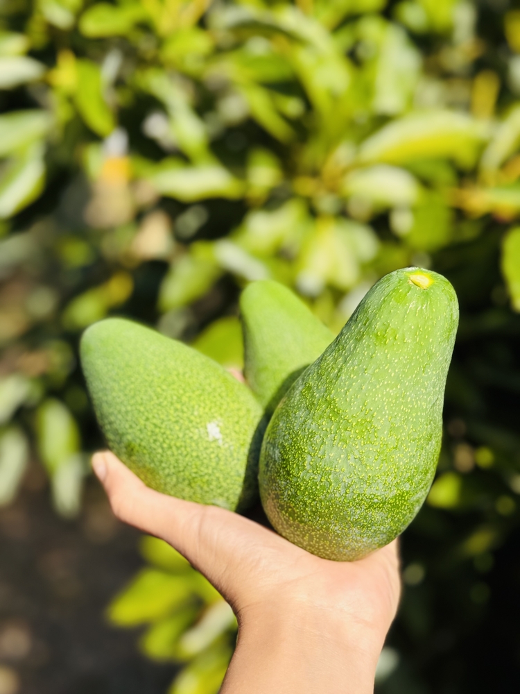 Fuerte avokado 1 adet 180-230 Gr arası