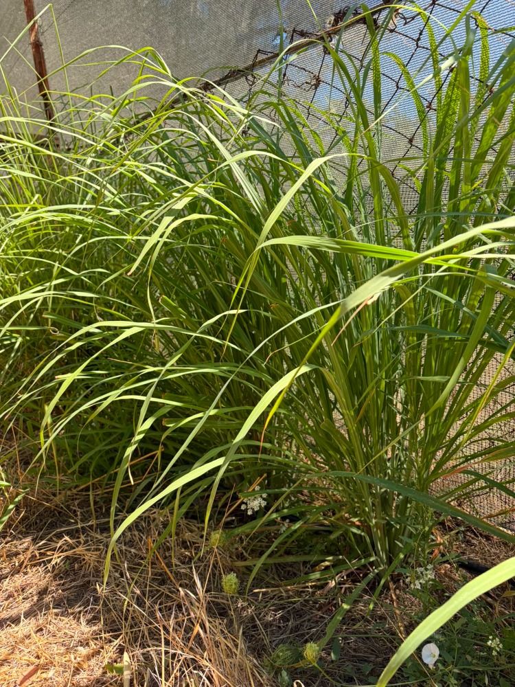 LİMON OTU 20 GR (Lemon Grass)
