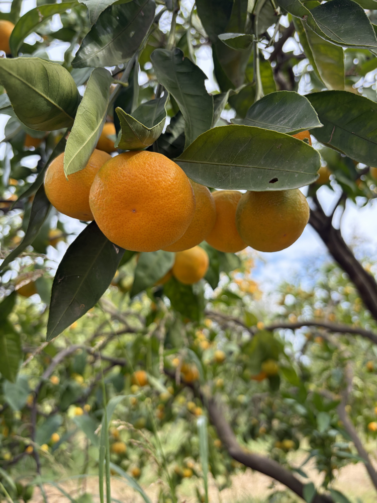 MANDALİNA 1 KG