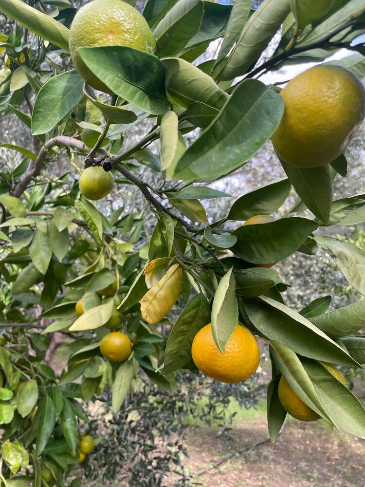 MANDALİNA 1 KG