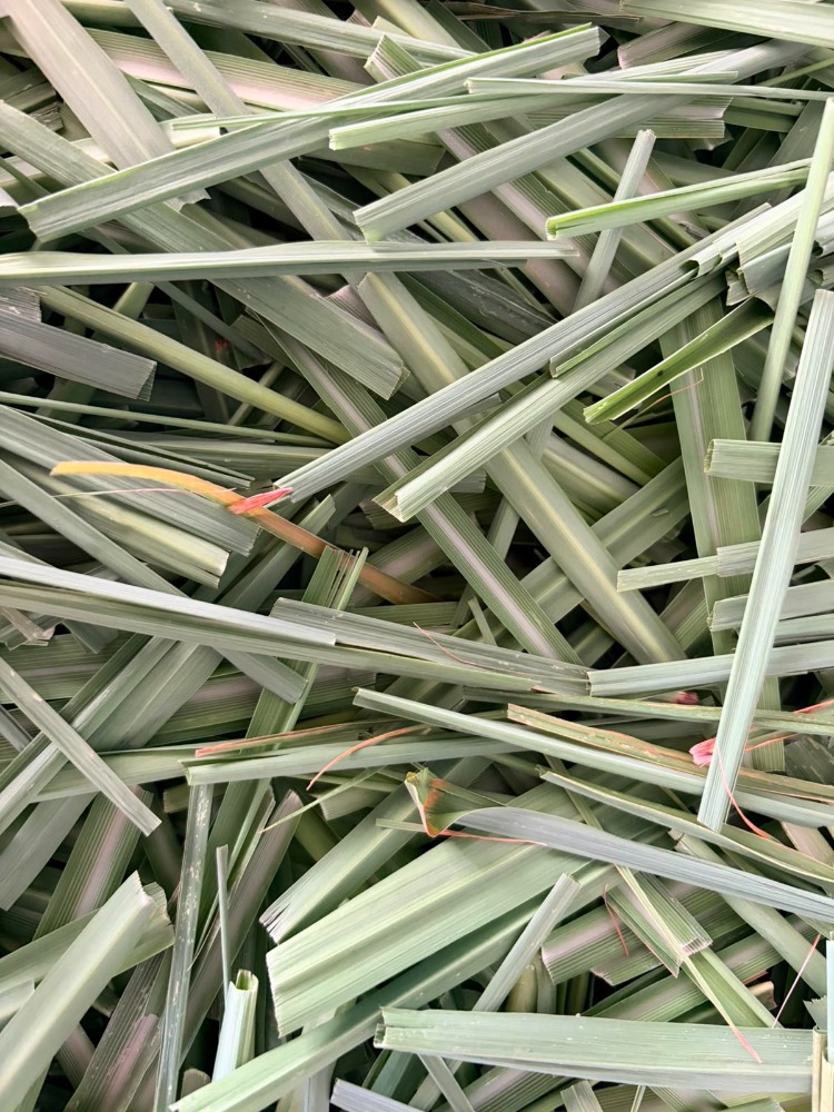 LİMON OTU 20 GR (Lemon Grass)