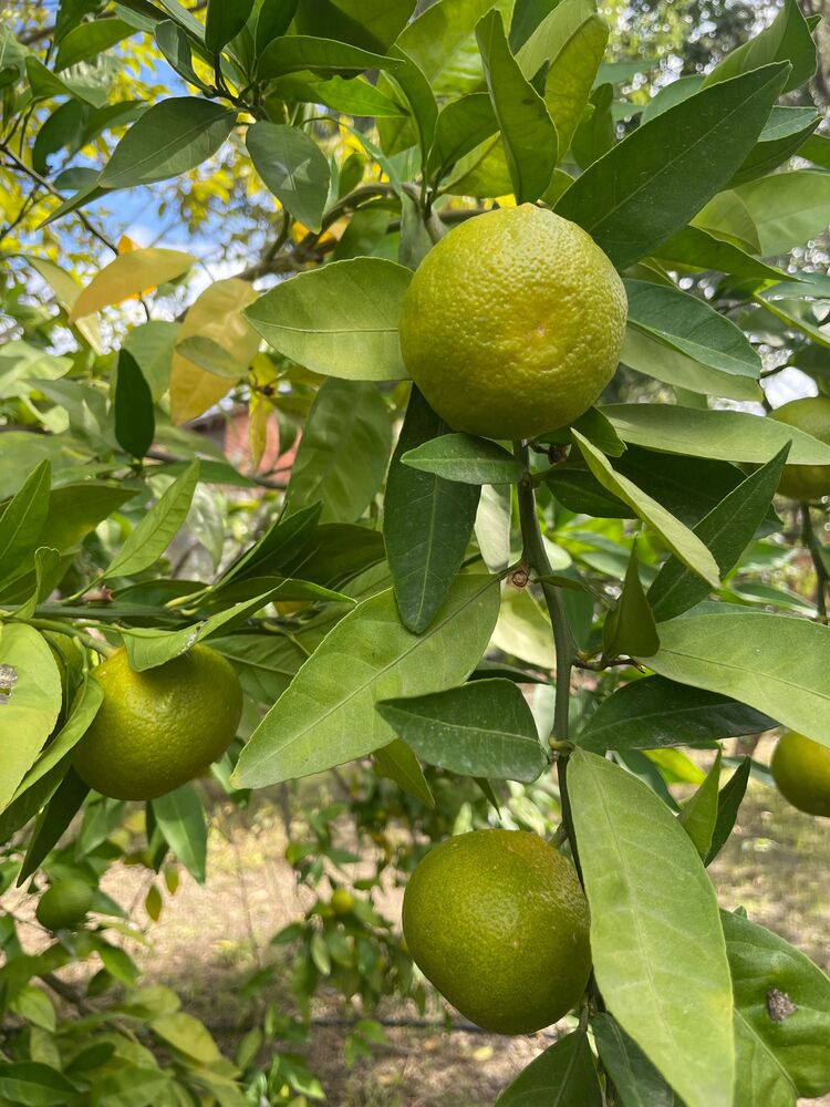 MANDALİNA 1 KG