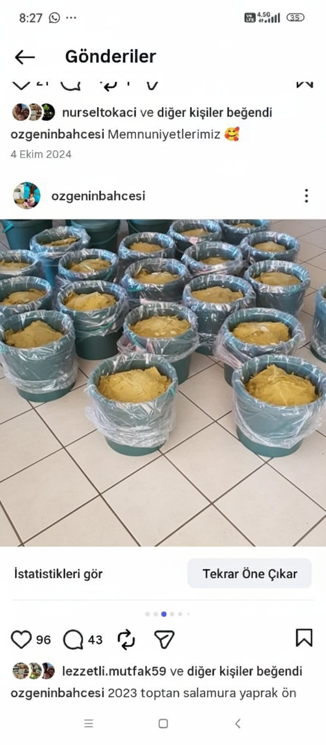 Salamura Yaprak Kova (Net 10 kg) 