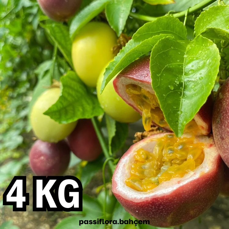 4 KİLOGRAM - Passiflora Çarkıfelek Meyvesi