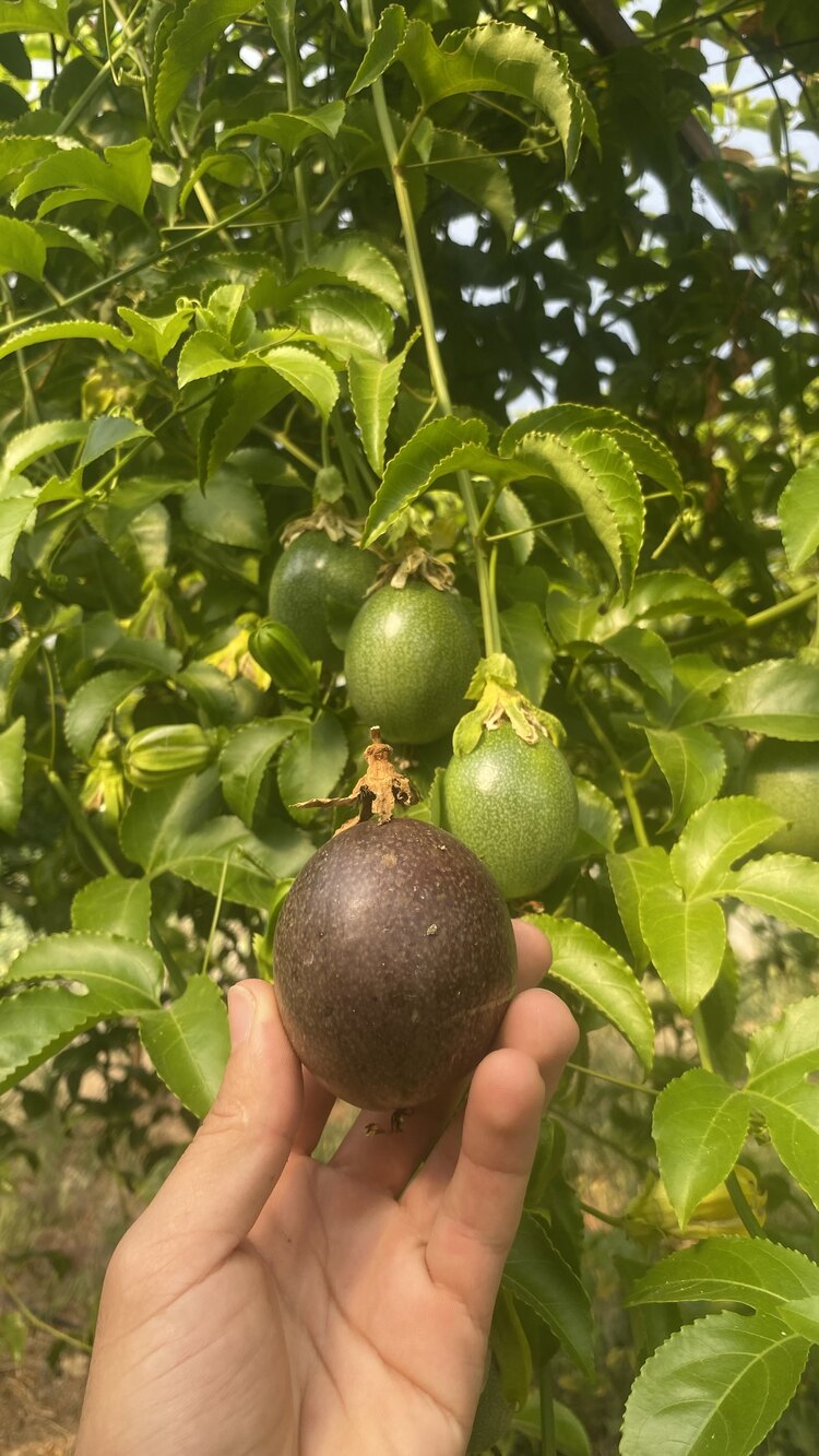 4 ADET FİDAN - Passiflora Çarkıfelek Meyve Fidanı