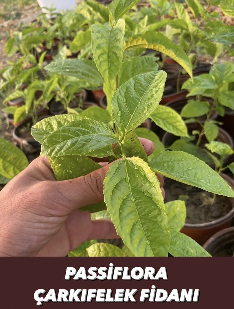 4 ADET FİDAN - Passiflora Çarkıfelek Meyve Fidanı