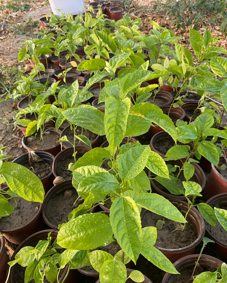 4 ADET FİDAN - Passiflora Çarkıfelek Meyve Fidanı