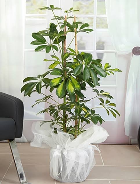 ŞEFLERA SALON ÇİÇEĞİ