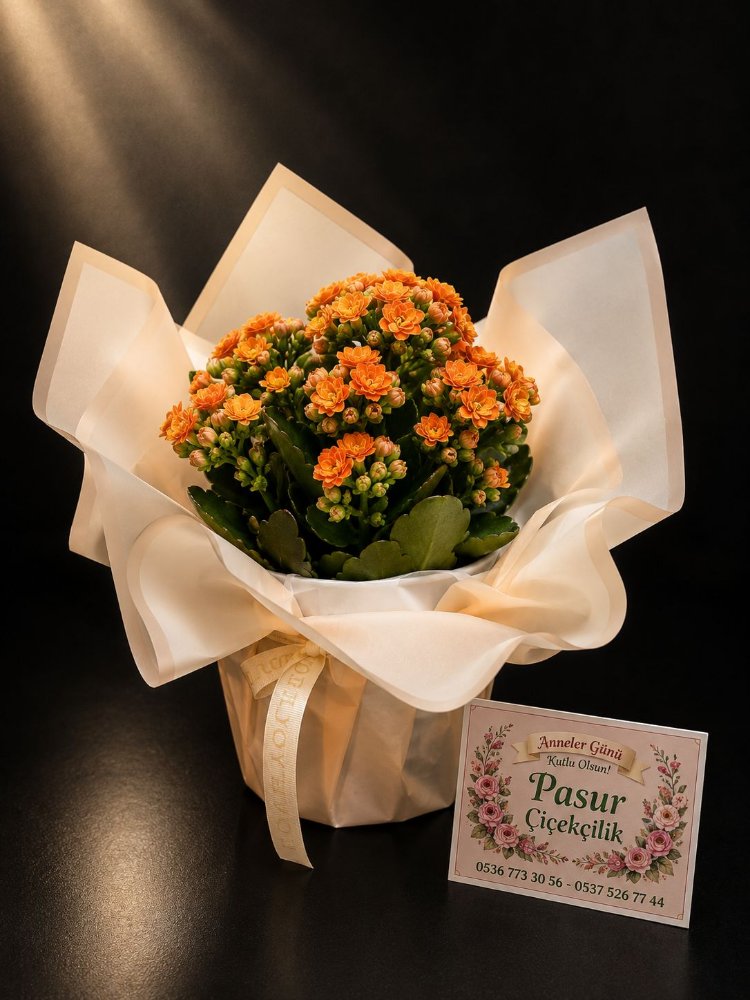 KALANCHOE SAKSI ÇİÇEĞİ