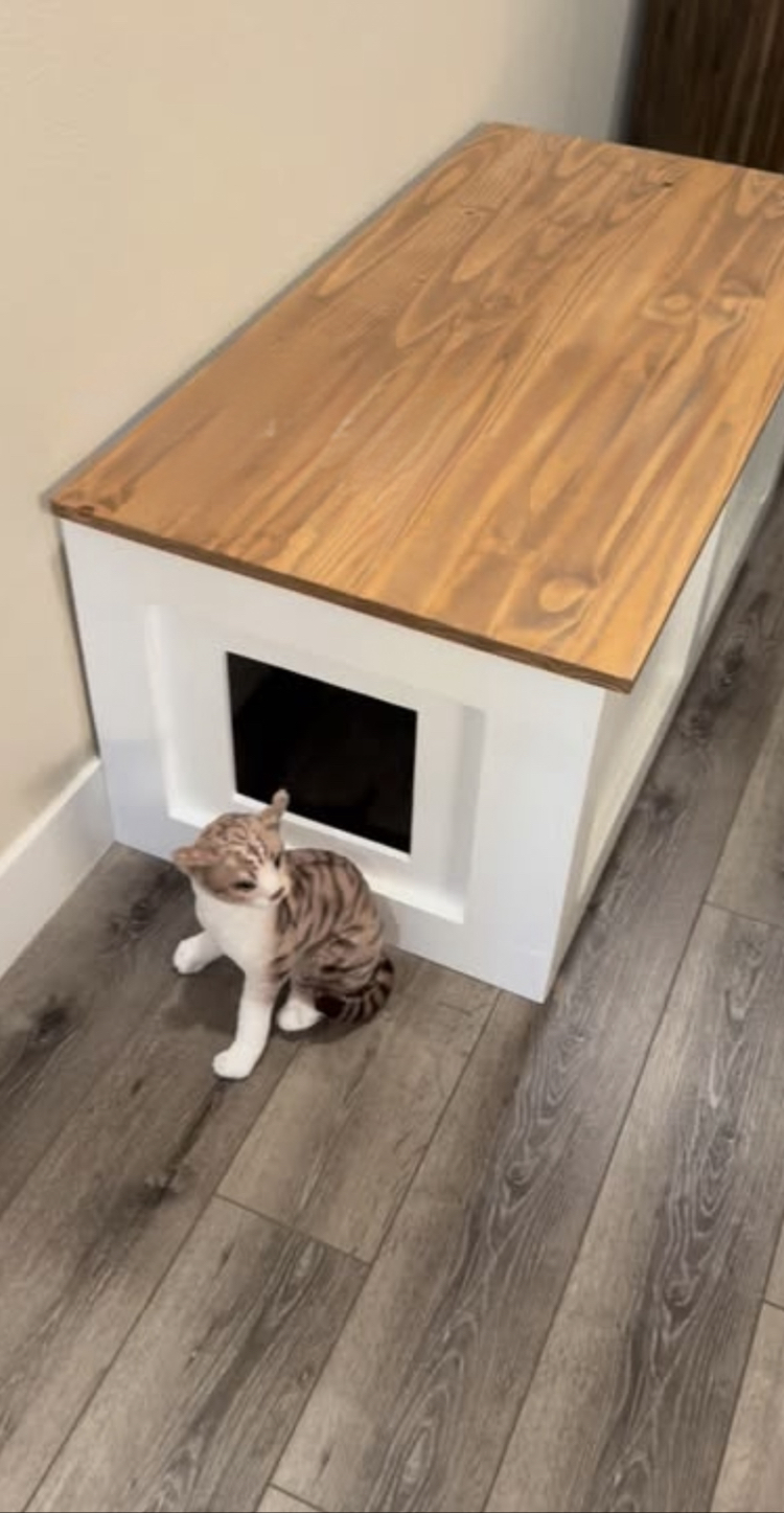 Gizli Kedi kumu kabı bankı