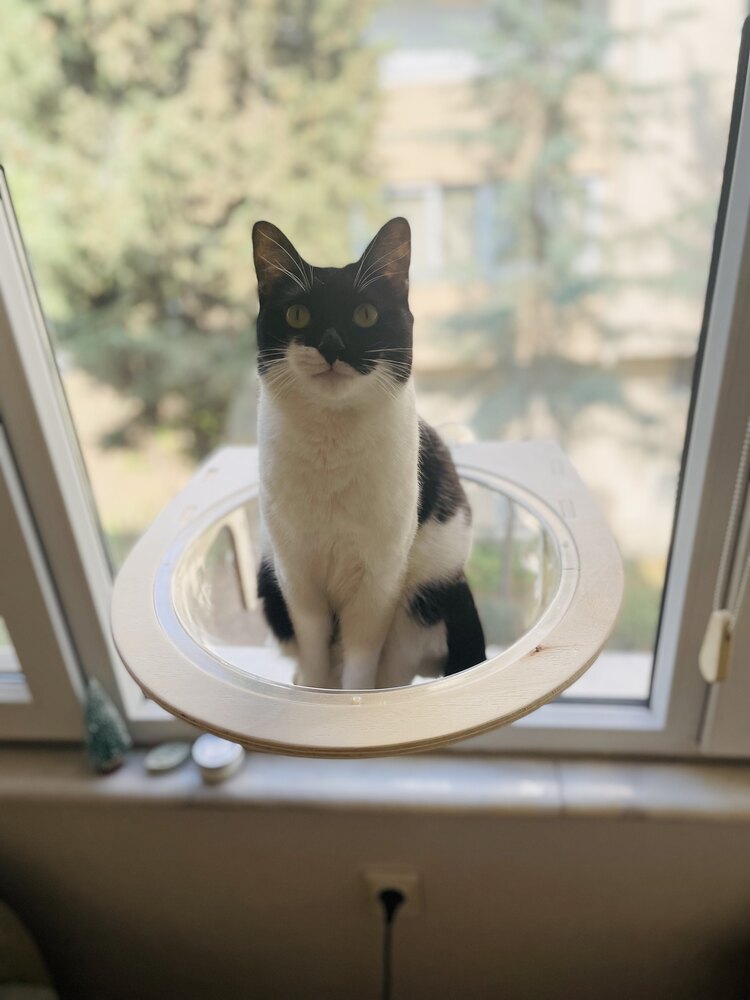 Paw Bowl Cabrio ve Cam Basamağı Kampanyası
