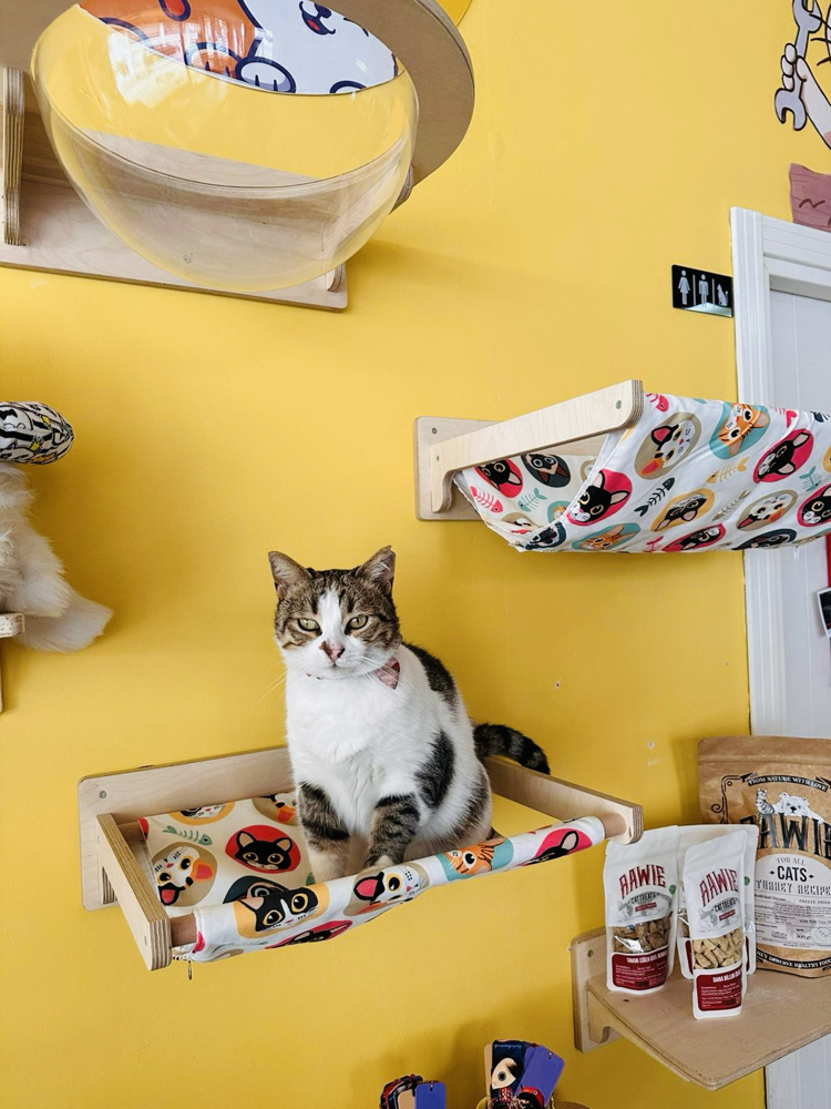 Wall - Siesta Hamak