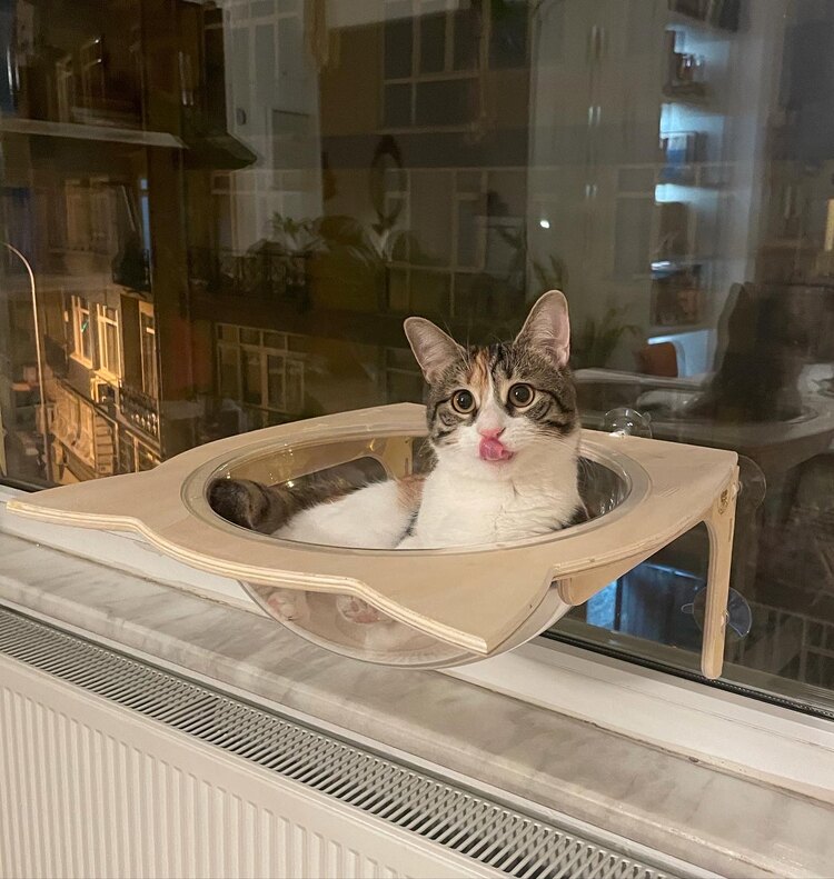 Paw Bowl Cabrio - Huş