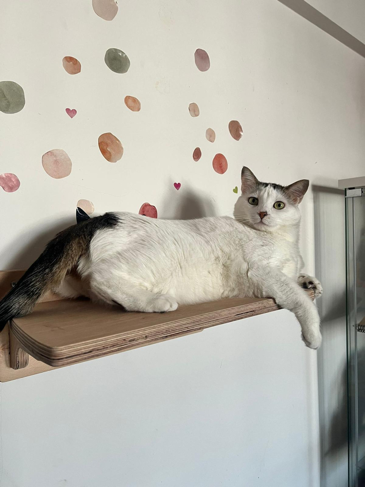 Wall - Siesta Rafı