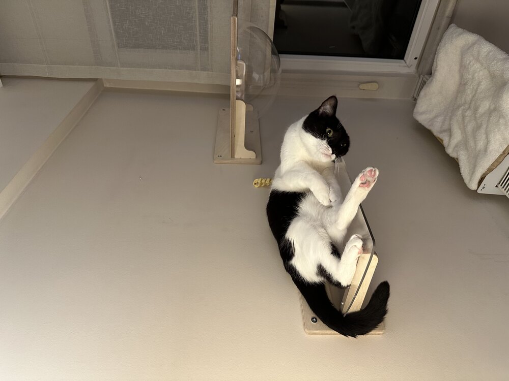 Wall - Siesta Rafı