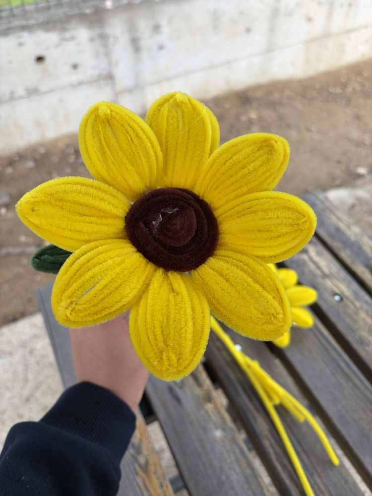 Ayçiçeği kiti