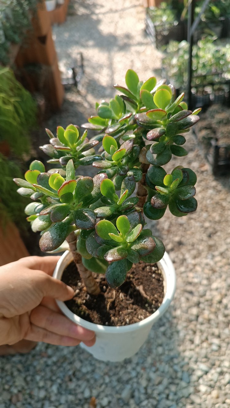 Crassula Ovata Minima,Minik yapraklı para ağacı 12cm saksılı sukulent
