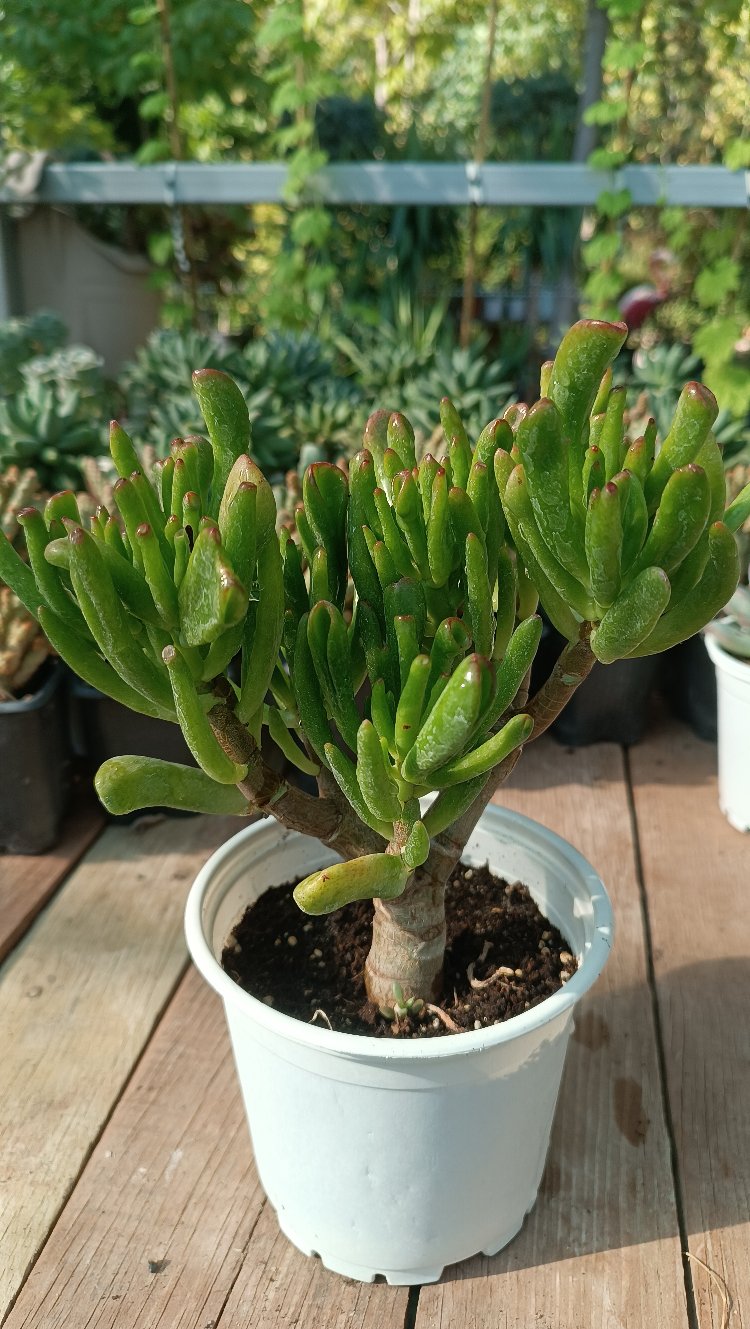 Shrek Kulağı Crassula Ovata gollum 12cm saksılı sukulent