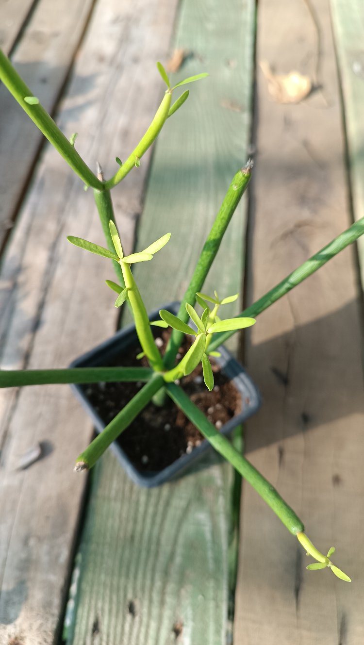 Kalem Kaktüs Euphorbia Tirucalli 9cm saksılı
