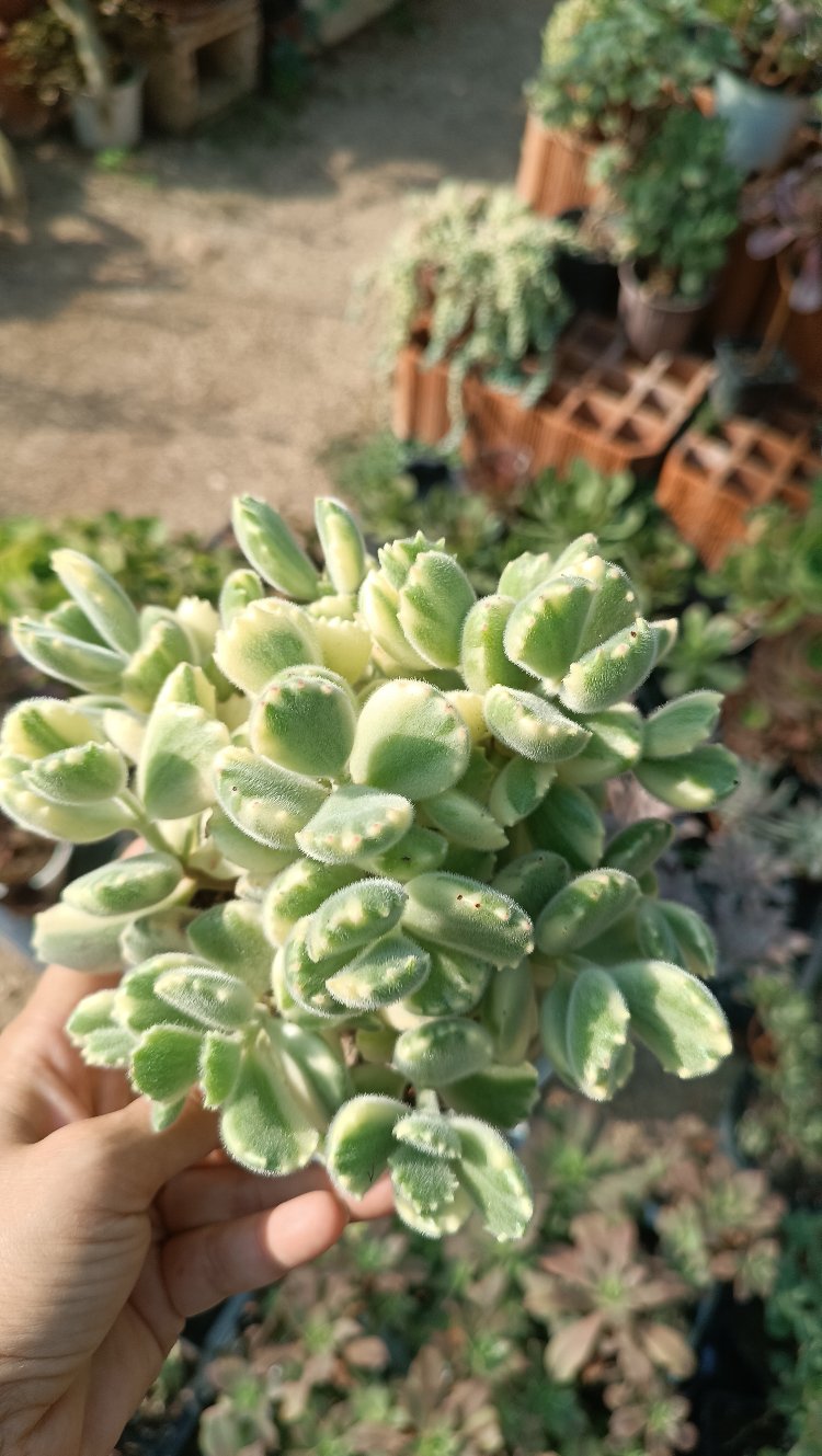 Cotyledon tomentosa variegata 12cm saksılı sukulent