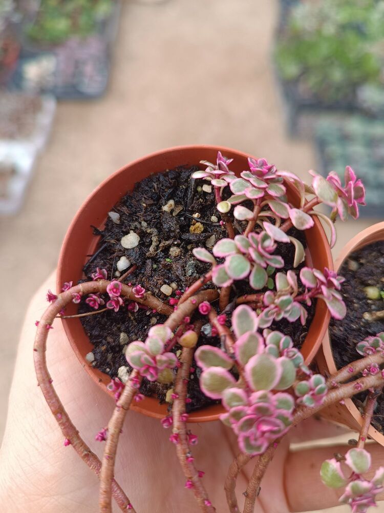 Alacalı Sedum 5,5cm saksılı sukulent sedum makinoi variegata
