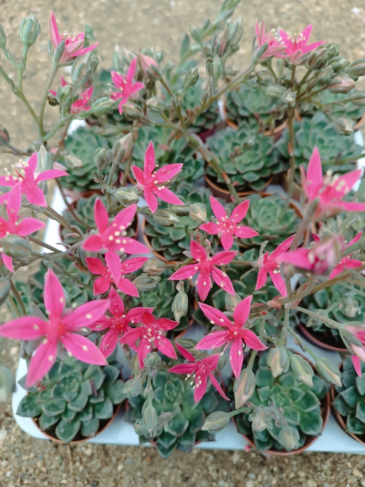 Graptopetalum bellum 5,5 cm saksılı sukulent