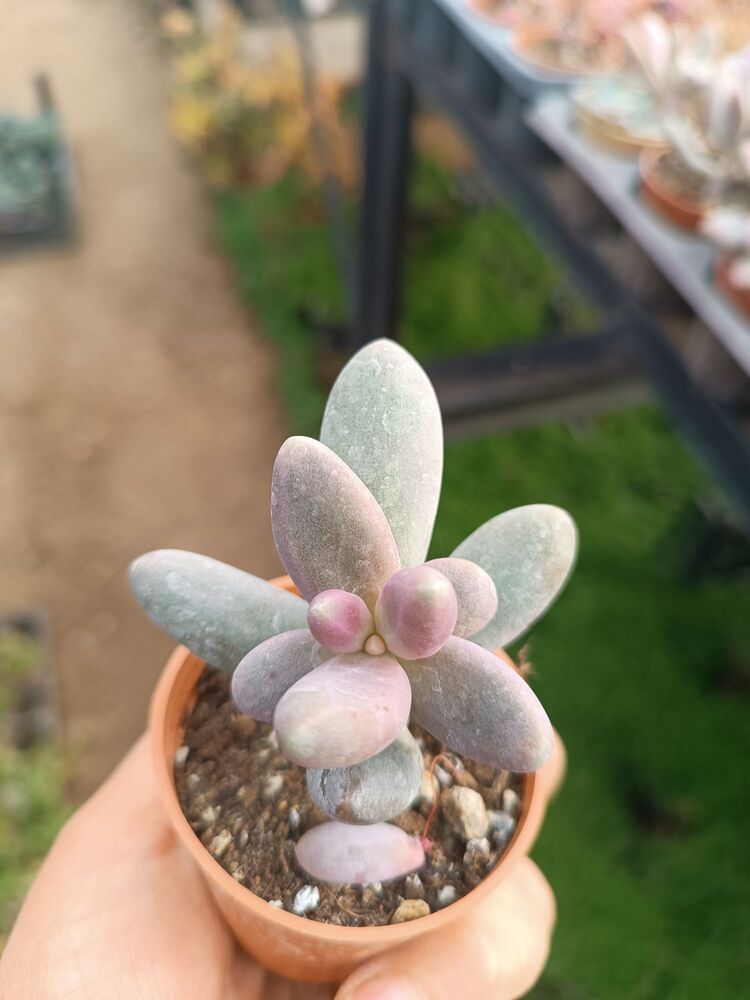 Pachyphytum ganzhou 5,5cm saksılı sukulent