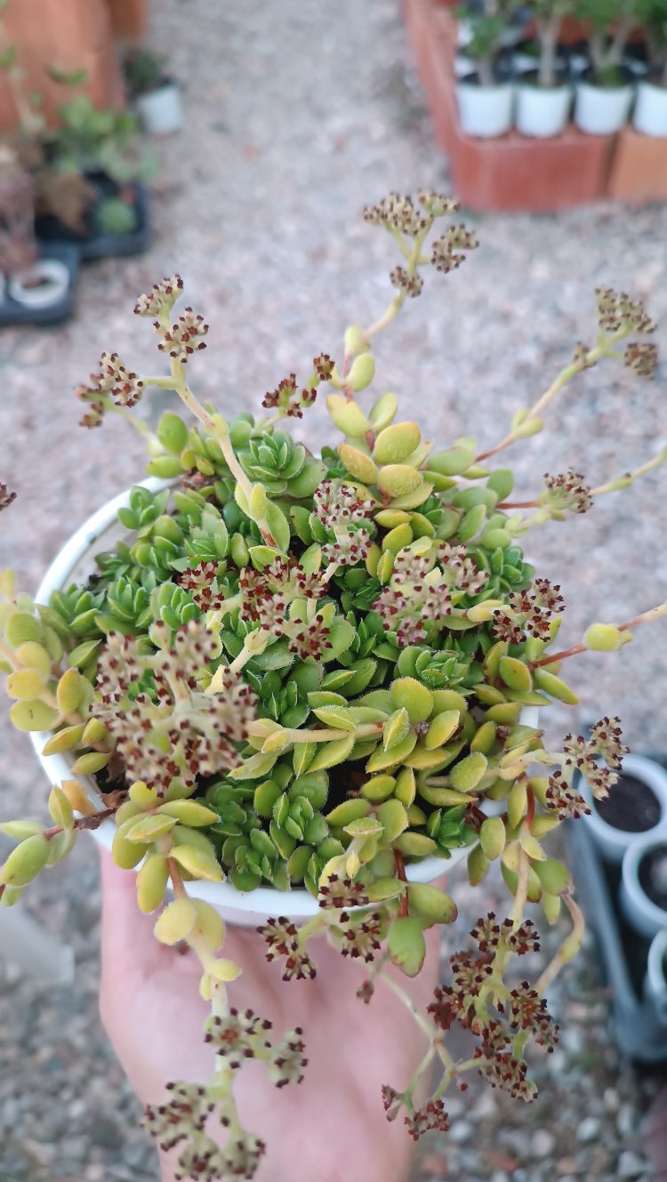 Crassula "David"Pachystemon 12 cm saksılı sukulent