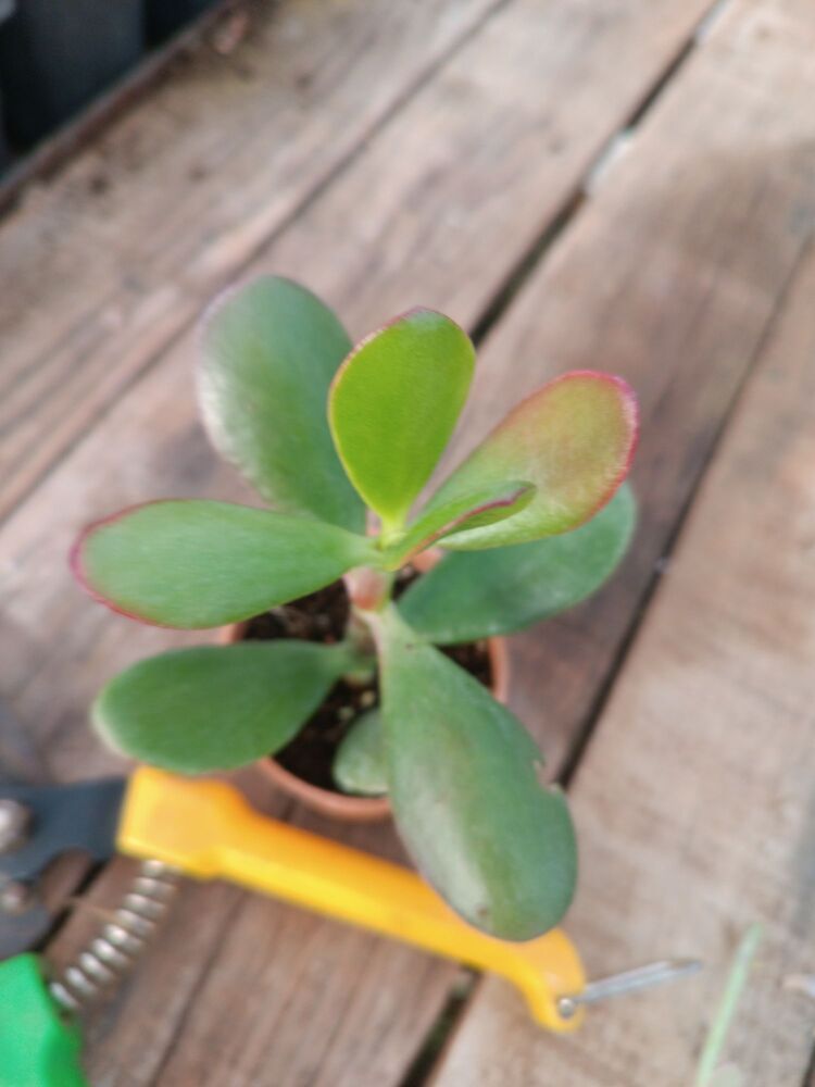 Para Çiçeği 5,5cm saksılı sukulent Crassula ovata (Hummel sunset)
