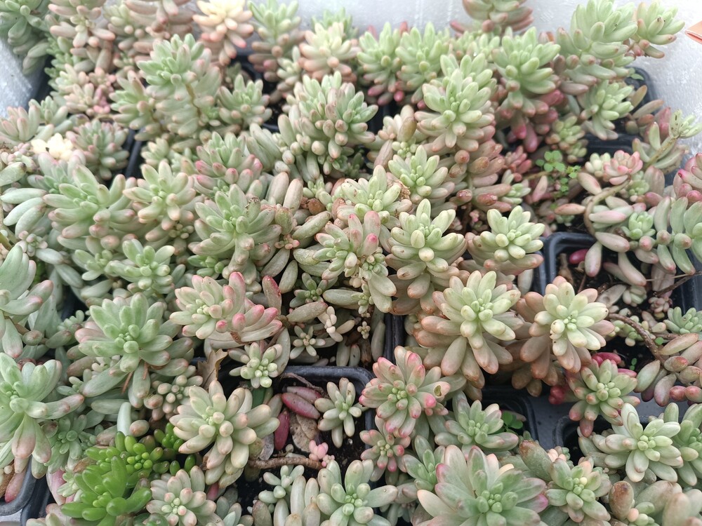Pembe Sedum 9 cm saksılı sukulent (Sedum rubrotinctum)