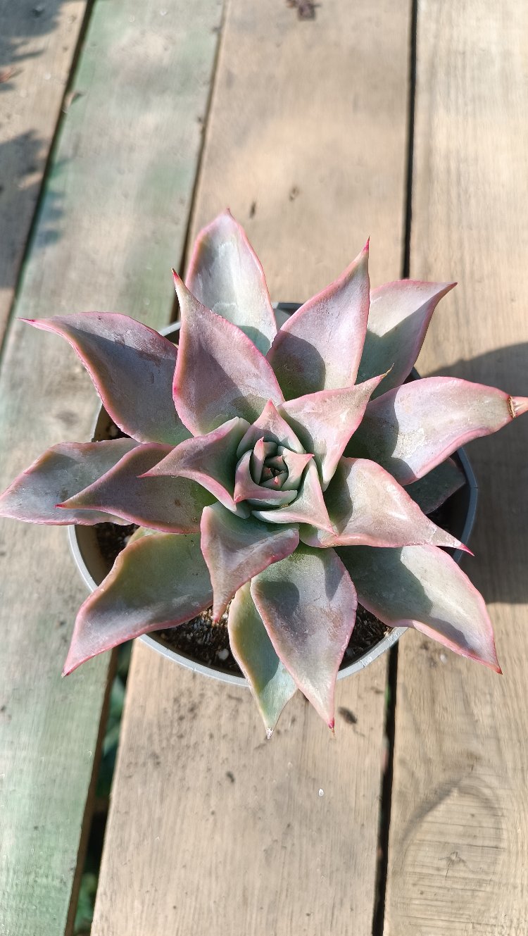 Echeveria madiba 12 cm saksılı sukulent