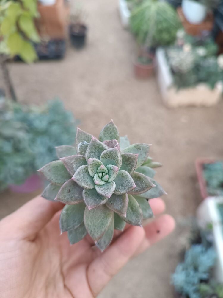 Echeveria arze 5,5cm saksılı sukulent