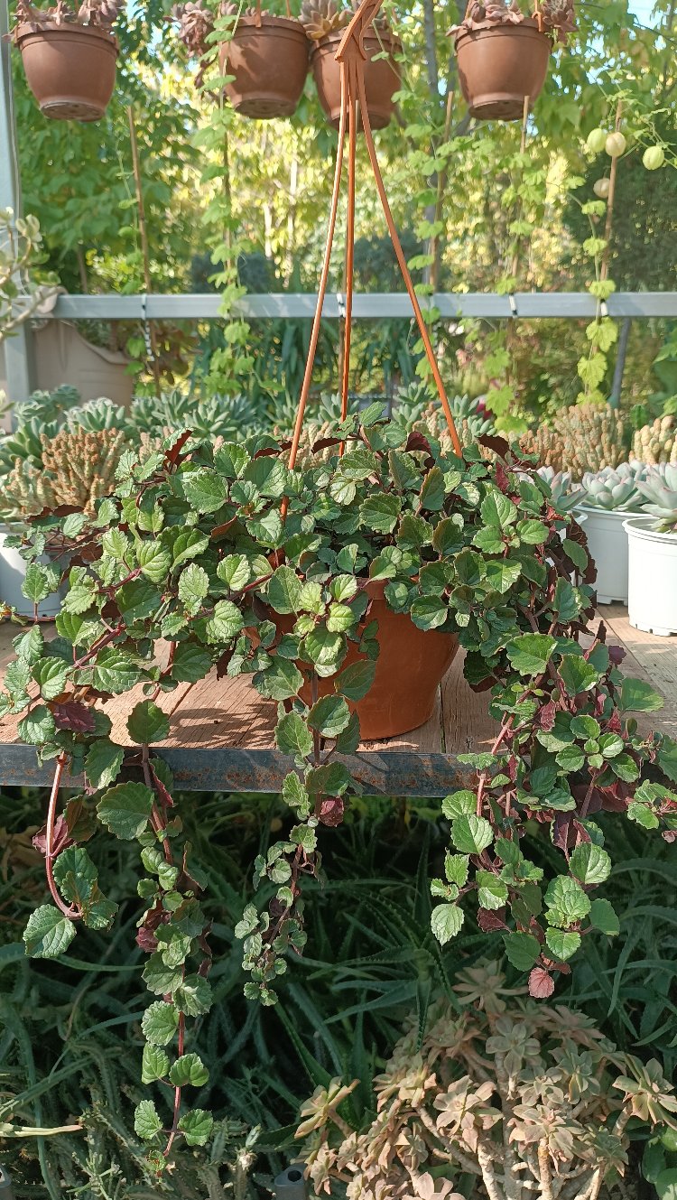 Parlak Mustafa Plectranthus verticilatus Askılı saksıda 