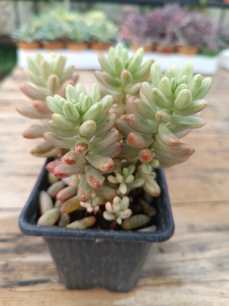 Pembe Sedum 9 cm saksılı sukulent (Sedum rubrotinctum)