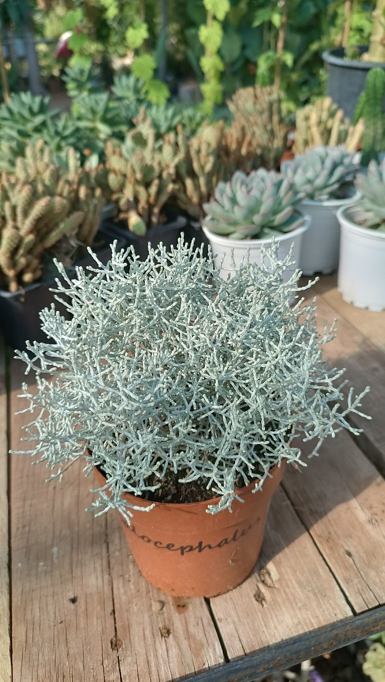 Gümüş Çalısı Calocephalus brownii 11cm saksılı bitki
