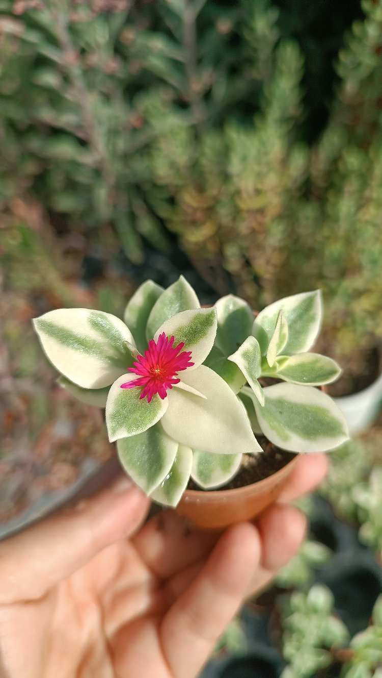 Aptenia Alacalı buz çiçeği 5,5cm saksılı 