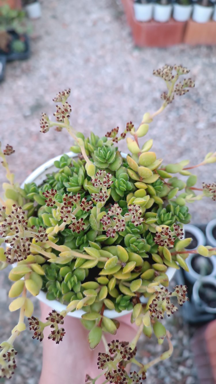 Crassula "David"Pachystemon 12 cm saksılı sukulent