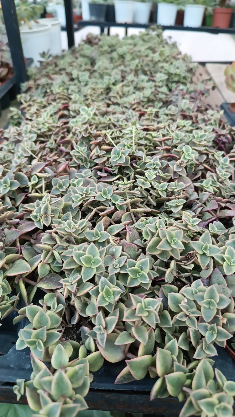 Crassula Marginalis Variegata 5,5cm saksılı sukulent