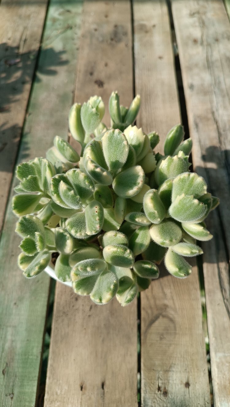 Cotyledon tomentosa variegata 12cm saksılı sukulent