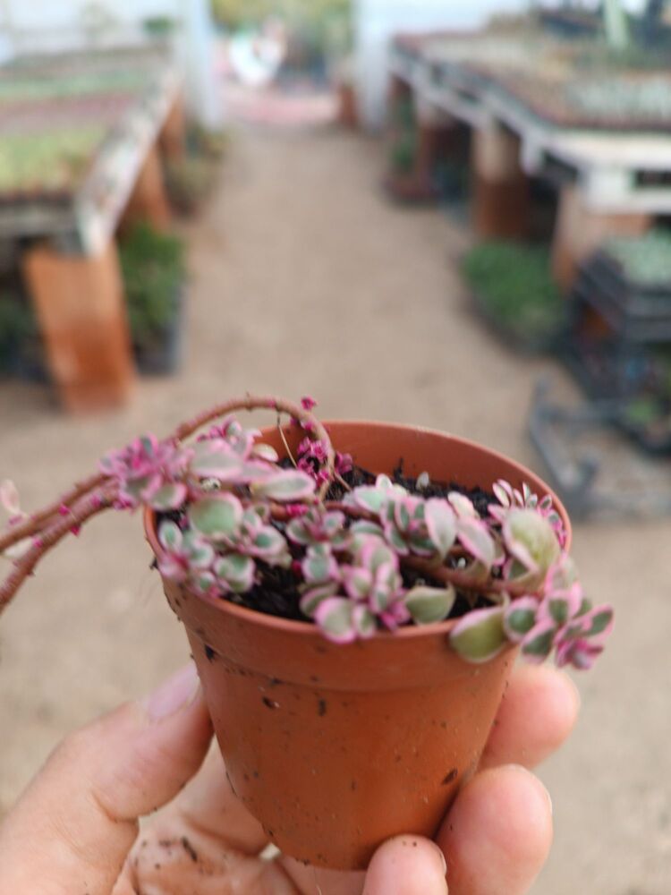 Alacalı Sedum 5,5cm saksılı sukulent sedum makinoi variegata