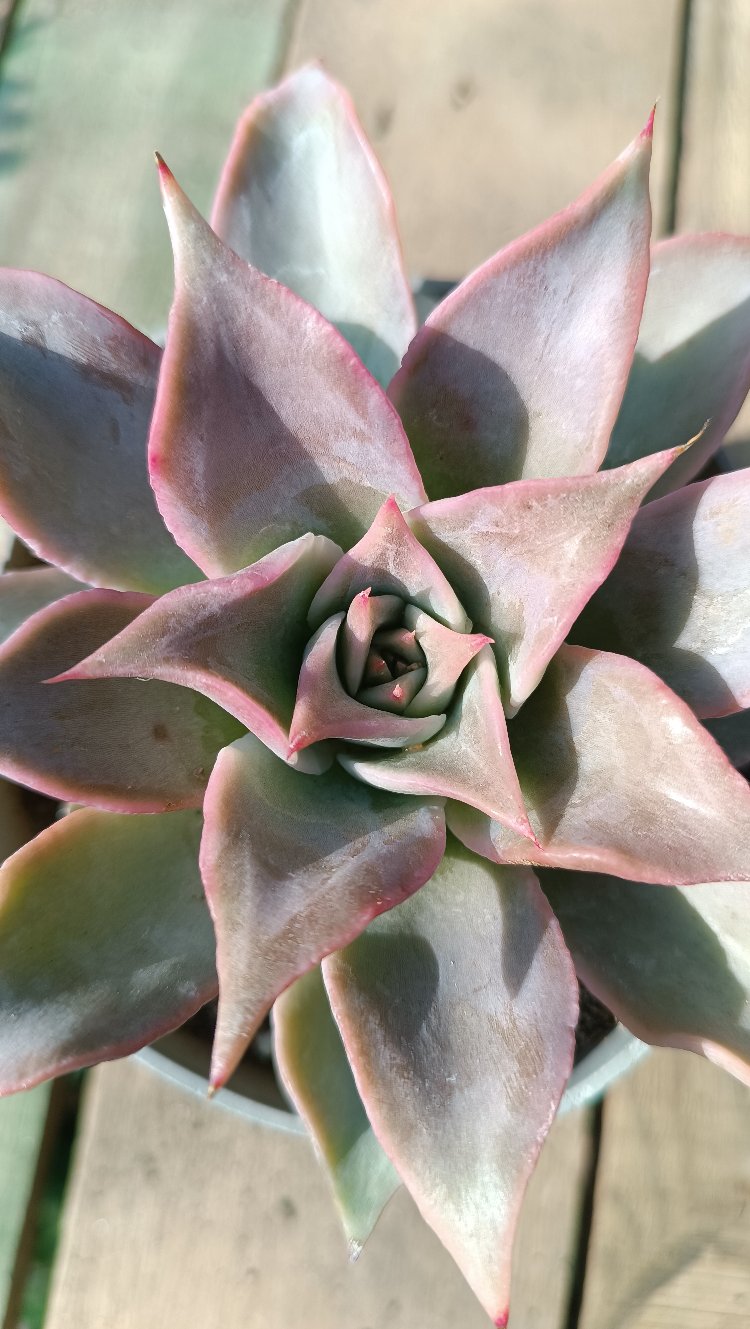 Echeveria madiba 12 cm saksılı sukulent