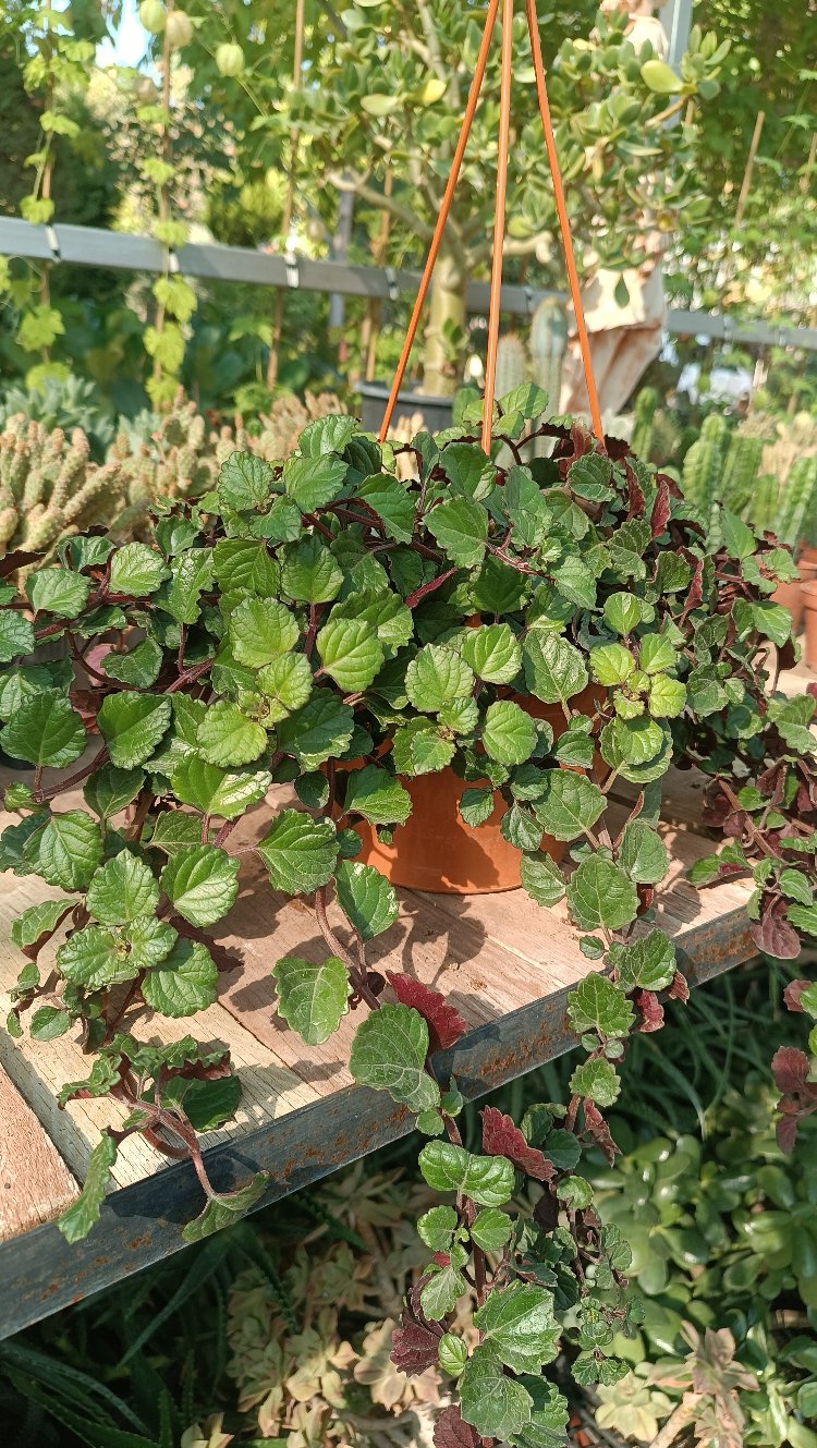 Parlak Mustafa Plectranthus verticilatus Askılı saksıda 