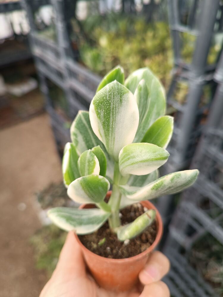 Para Çiçeği Crassula ovata variegata 5*5cm saksılı sukulent 