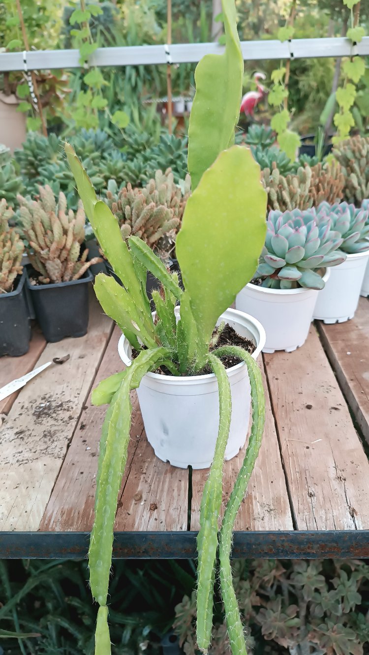 Atlas Çiçeği Epiphyllum (Nar çiçeği) 13cm saksılı kaktüs